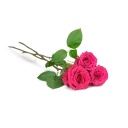 Bouquet of Ecuadorian roses